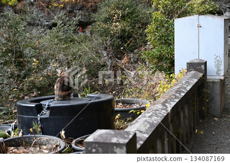 Kuon Kuidō 134087169