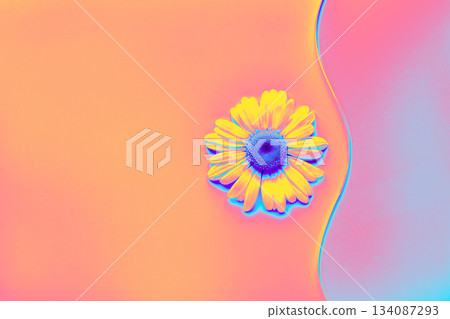 Daisy flower displaying bright neon colors on an abstract gradient surface. Trendy neon tinting 134087293