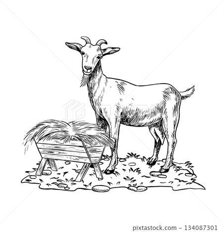 A goat standing in profile and eating hay outdoors. A black and white vector illustration drawn by hand. Perfect for dairy farms or agricultural projects. Also suitable for labels, packaging, banners. A goat standing in profile and eating hay outdoors. A black and white vector illustration drawn by hand. Perfect for dairy farms or agricultural projects. Also suitable for labels, packaging, banners. 134087301