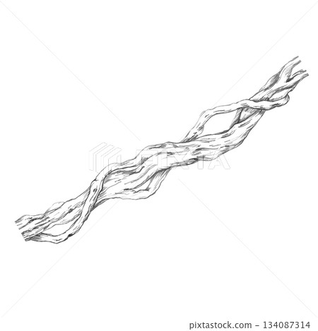 A twisting tree trunk entangled with vines. Isolated pencil illustration for wallpaper, poster printing, eco-projects, nature reserve websites, and restaurant and hotel interior design. A twisting tree trunk entangled with vines. Isolated pencil illustration for wallpaper, poster printing, eco-projects, nature reserve websites, and restaurant and hotel interior design. 134087314