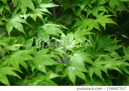 Fresh greenery at Yokokuji Temple 134087337