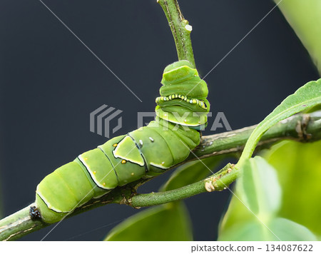 Swallowtail butterfly larva searching for leaves 134087622