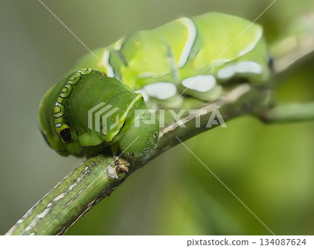Swallowtail butterfly larva resting on a leaf 134087624