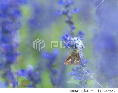 Skipper butterfly resting on sage 134087629