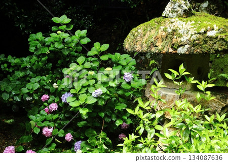 Hydrangea from Yaya Temple 134087636