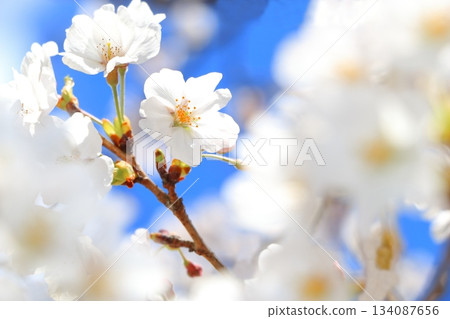 櫻花盛開 櫻花盛開 134087656