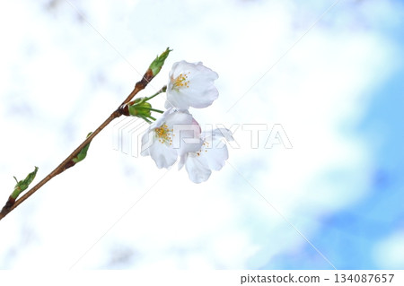 櫻花盛開 櫻花盛開 134087657