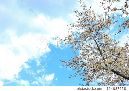 小花盛開 小花盛開 134087658