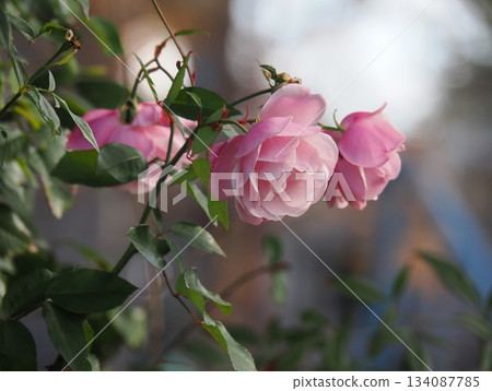 公園鮮花 134087785