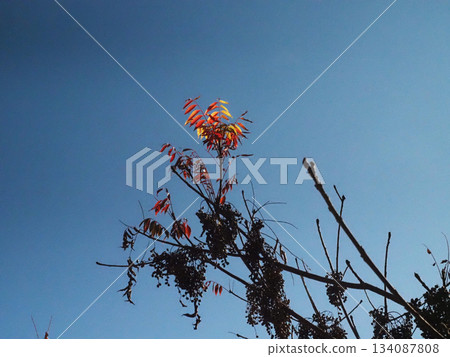 Wax tree bathed in winter sunlight (red leaves and fruit of wax tree) Wax tree bathed in winter sunlight (red leaves and fruit of wax tree) 134087808