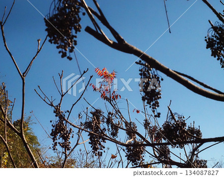 A wax tree with autumn leaves and lots of fruit (blue sky and wax trees in Gennaiyama Green Space) A wax tree with autumn leaves and lots of fruit (blue sky and wax trees in Gennaiyama Green Space) 134087827
