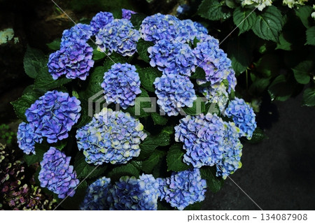 Yaya寺的繡球花 Yaya寺的繡球花 134087908