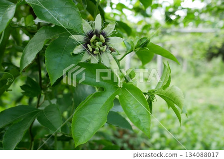 Closeup of blossoming green Passiflora caerulea (passion fruit flowers on the tree in nature 134088017