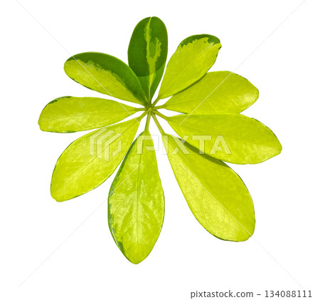 Leaf of Schefflera variegated foliage Gold Capella, Exotic tropical leaf, isolated on white background with clipping path. Floral design element for cards, invitations, posters. Leaf of Schefflera variegated foliage Gold Capella, Exotic tropical leaf, isolated on white background with clipping path. Floral design element for cards, invitations, posters. 134088111