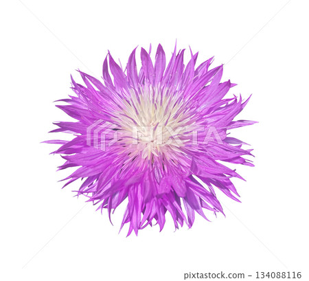 Close-up Purple Cornflower Persian Centaurea Dealbata lilac flower top view. Pink Knapweed isolated on white background with clipping path. Floral design element for cards, invitations, posters. Close-up Purple Cornflower Persian Centaurea Dealbata lilac flower top view. Pink Knapweed isolated on white background with clipping path. Floral design element for cards, invitations, posters. 134088116