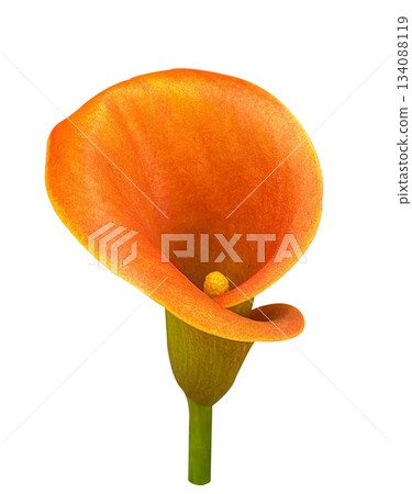 Single Orange flower of Calla Lily Zantedeschia isolated on a white background with clipping path. Floral design element for cards, invitations, posters. Single Orange flower of Calla Lily Zantedeschia isolated on a white background with clipping path. Floral design element for cards, invitations, posters. 134088119