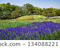 Spring in Korakuen: Iris Spring in Korakuen: Iris 134088221
