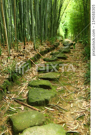 竹林小直徑 134088305