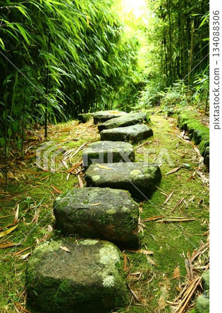 Small diameter of bamboo grove Small diameter of bamboo grove 134088306