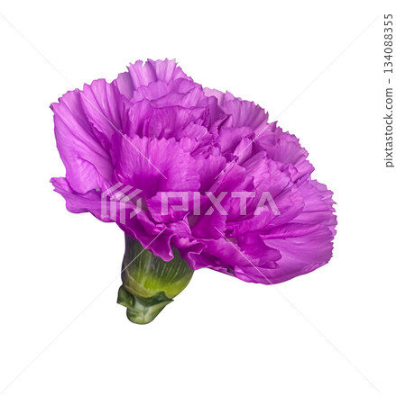 Single Purple Carnation flower Dianthus isolated on white background with clipping path. Single Purple Carnation flower Dianthus isolated on white background with clipping path. 134088355