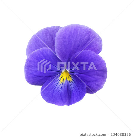 Close-up Bright Blue Pansy flower Head isolated on a white background. 134088356