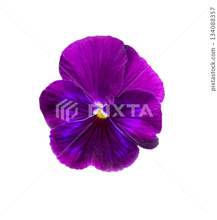 Purple Pansy Flower or spring Garden Viola isolated on white background with clipping path. Floral design element for cards, invitations, posters. 134088357