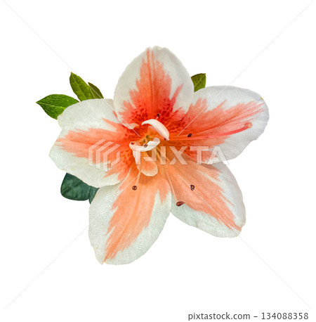White and Orange Azalea flower with leaves isolated on white background with clipping path. Floral design element for cards, invitations, posters. White and Orange Azalea flower with leaves isolated on white background with clipping path. Floral design element for cards, invitations, posters. 134088358