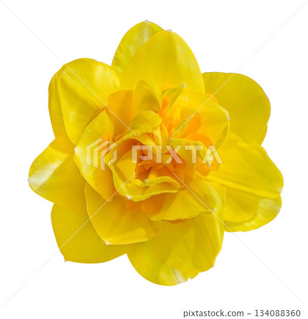 Yellow Terry Daffodil Sherborne isolated on white background with clipping path. Delicate spring flower. Floral design element for cards, invitations, posters. Yellow Terry Daffodil Sherborne isolated on white background with clipping path. Delicate spring flower. Floral design element for cards, invitations, posters. 134088360