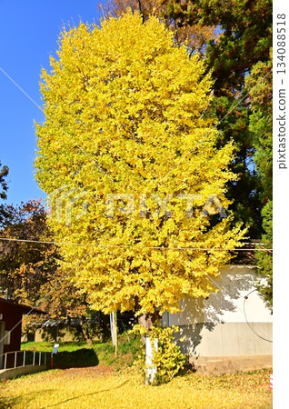 Yellow ginkgo trees and a carpet of fallen leaves Yellow ginkgo trees and a carpet of fallen leaves 134088518