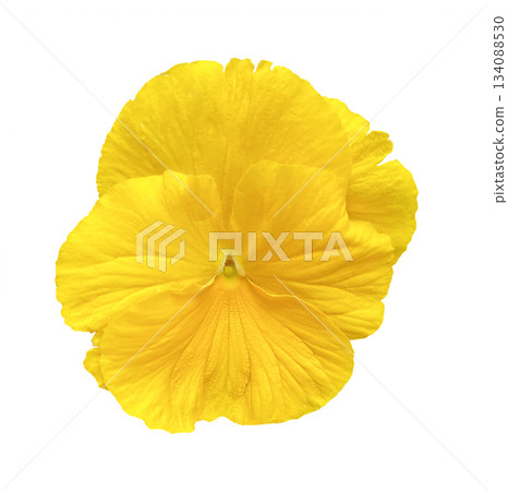 Yellow pansy Flower isolated on white background with clipping path. 134088530