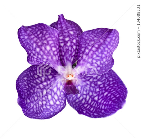Purple Vanda Orchid bud isolated on white background with clipping path. Floral design element for cards, invitations, posters. Purple Vanda Orchid bud isolated on white background with clipping path. Floral design element for cards, invitations, posters. 134088531
