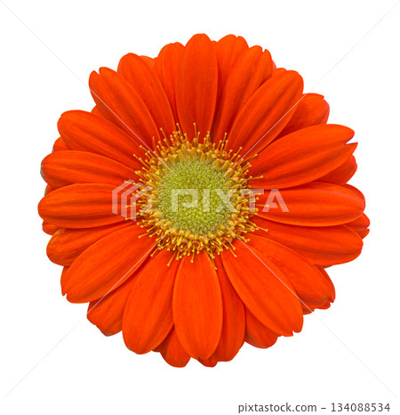 Orange flower of Gerbera isolated on white background with clipping path. Floral design element for cards, invitations, posters. Orange flower of Gerbera isolated on white background with clipping path. Floral design element for cards, invitations, posters. 134088534