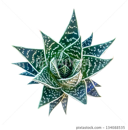 Aloe Tiki Tahi Succulent Top View isolated on white background with clipping path. Floral design element for cards, invitations, posters. 134088535