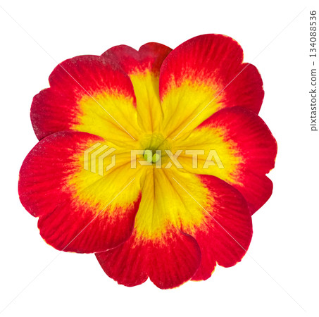 Red and Yellow potted Primrose or Primula plant top view isolated on white background, a popular spring and summer houseplant. Floral design element for cards, invitations, posters. 134088536