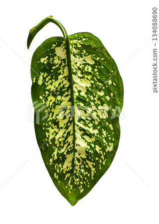 Tropical Green leaf of Dieffenbachia Seguine dumbcane, leopard lily, blanceng, tuftroot houseplant isolated on white background with clipping path. Detail of yellow green leaves with vein pattern. Tropical Green leaf of Dieffenbachia Seguine dumbcane, leopard lily, blanceng, tuftroot houseplant isolated on white background with clipping path. Detail of yellow green leaves with vein pattern. 134088690
