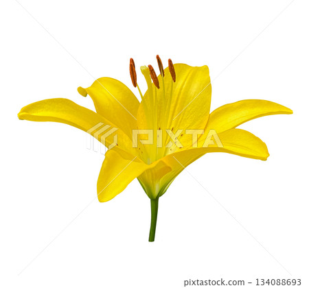 Yellow Lily flower on a white background with clipping path. Floral design element for cards, invitations, posters. Yellow Lily flower on a white background with clipping path. Floral design element for cards, invitations, posters. 134088693