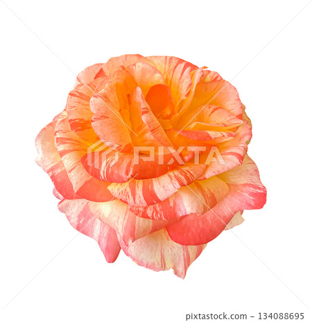 Striped Orange Pink double Shrub Rose Alfred Sisley flower isolated on white background with clipping path. Floral design element for cards, invitations, posters. Striped Orange Pink double Shrub Rose Alfred Sisley flower isolated on white background with clipping path. Floral design element for cards, invitations, posters. 134088695