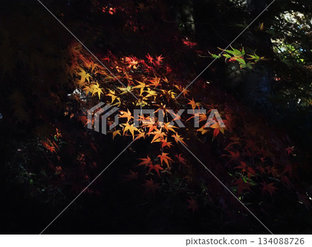 Autumn leaves in the shrine forest (Yamauchi Shrine in winter) 134088726