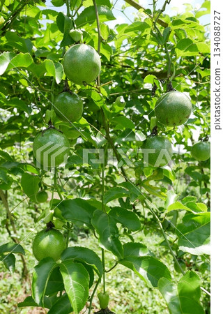Close up of fresh green unripe passion fruit hanging on the tree with green leaves in the garden at Thailand. 134088727