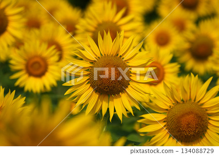 Bright yellow sunflowers 134088729