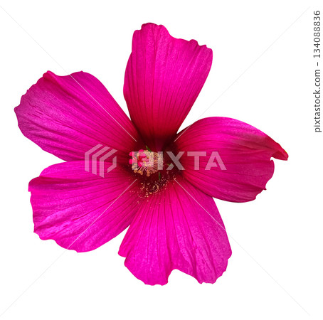 Pink hibiscus flower Hibiscus moscheutos isolated on white background with clipping path. Pink hibiscus flower scent plant for aroma floral perfume design. Floral design element for cards, Pink hibiscus flower Hibiscus moscheutos isolated on white background with clipping path. Pink hibiscus flower scent plant for aroma floral perfume design. Floral design element for cards, 134088836