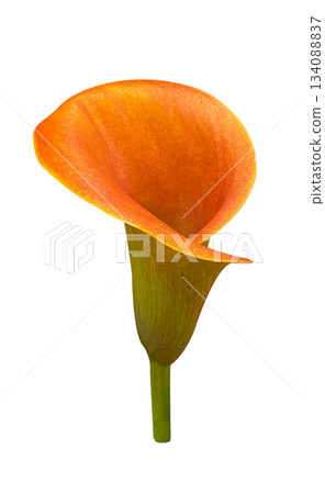 Golden Orange Calla Lily flower isolated on a white background with clipping path. Floral design element for cards, invitations, posters. Golden Orange Calla Lily flower isolated on a white background with clipping path. Floral design element for cards, invitations, posters. 134088837