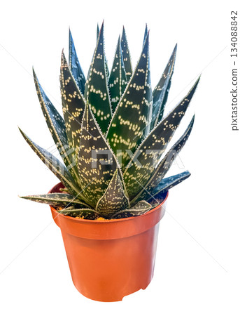 Aloe Tiki Tahi succulent in pot isolated on white background. Aloe 'Tiki Tahi' is an exotic succulent plant characterized by fleshy, rich green leaves with prominent white spots. 134088842