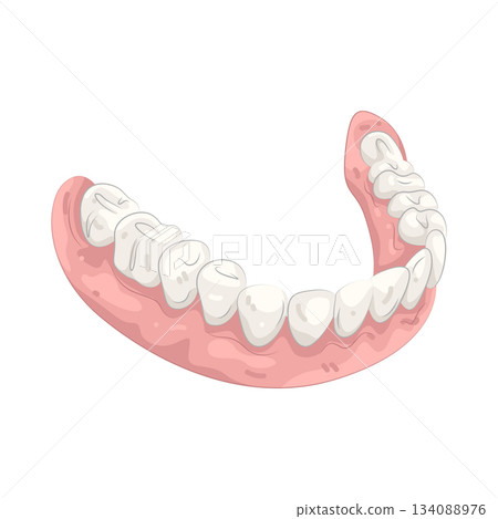 Illustration of tooth 134088976