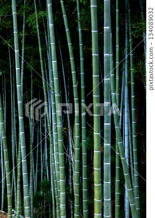  Bamboo grove 134089032
