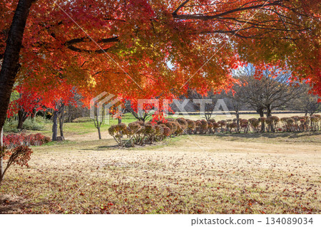 秋季悠閒丘 134089034