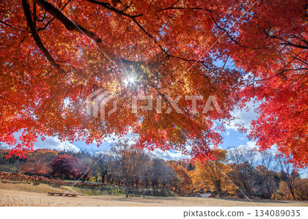 秋季悠閒丘 134089035