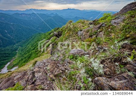 Usuyukiso (Little Snowdrop) on the Nishikuro Ridge of Mt. Tanigawa and the mountain ranges of Oze, Nikko, and Mt. Hotaka in Joshu 134089044