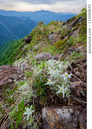 Usuyukiso (Little Snowdrop) on the Nishikuro Ridge of Mt. Tanigawa and the mountain ranges of Oze, Nikko, and Mt. Hotaka in Joshu 134089045