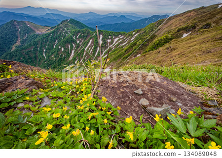 Violets on the Nishikuro Ridge of Mt. Tanigawa and a view of the Tenjin Ridge and Mt. Akagi Violets on the Nishikuro Ridge of Mt. Tanigawa and a view of the Tenjin Ridge and Mt. Akagi 134089048